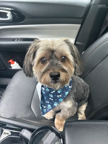 Pampered Pooches LLC - Cat grooming in Pompton Lakes