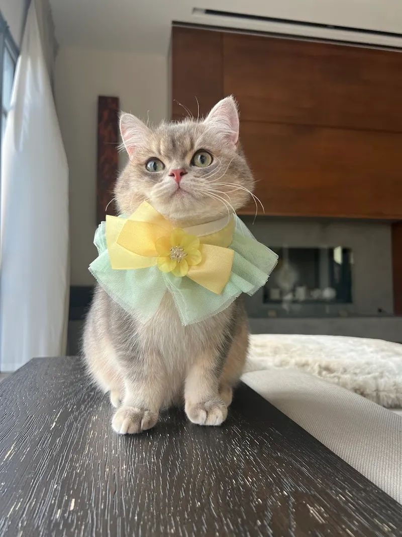 Gato Salon - Cat grooming in Los Angeles