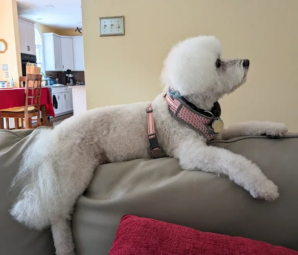 A Dog's and Cat's World - Cat grooming in Richmond