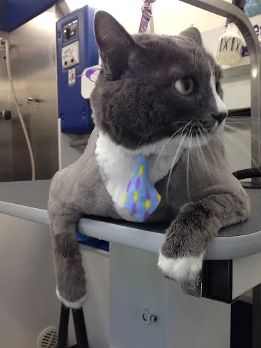 Lakeside Pet Spa - Cat grooming in Plano