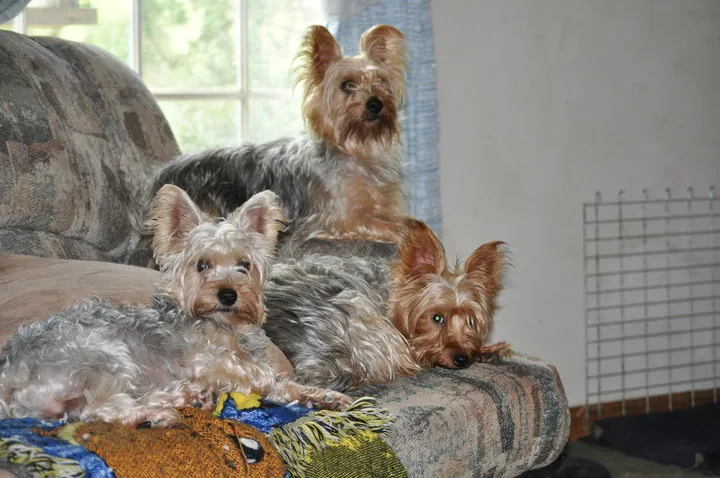 Sauers Pampered Pooch Salon - Cat grooming in Mifflinburg