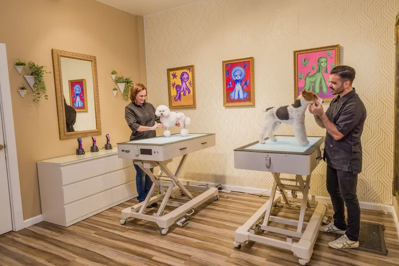 Mimo Grooming Studio - University Heights | Gabriel Feitosa - Cat grooming in San Diego
