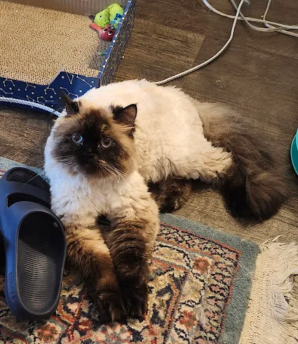 Golden Paws Grooming & Boarding - Cat grooming in Lee's Summit