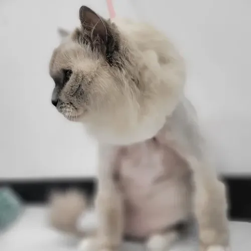Pawsitive Evolution Pet Spa - Cat grooming in Winter Park