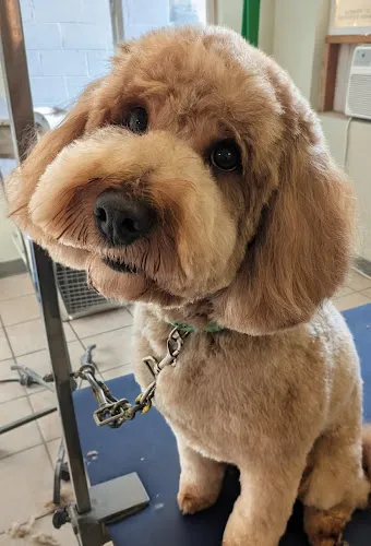 Doodler Dog Grooming LLC - Professional cat grooming in Montrose, CO
