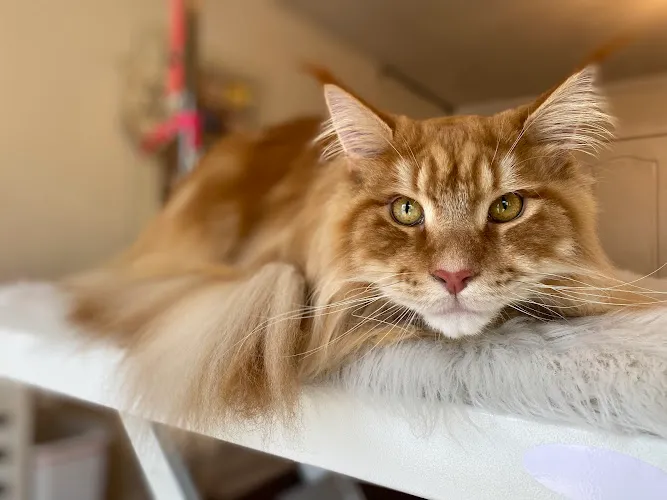 Summer Meadows Pet Spa - Cat grooming in Hampstead