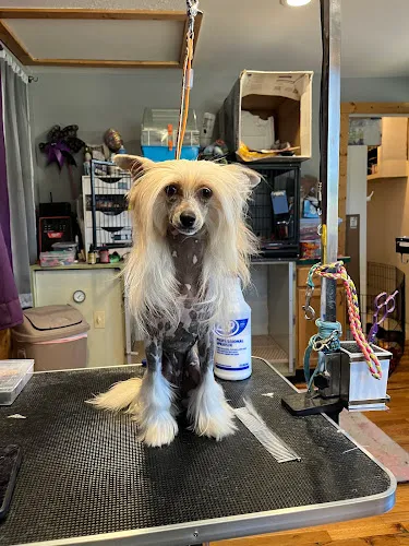 Clearwater Grooming & Pet Care - Cat grooming in Woodland Park