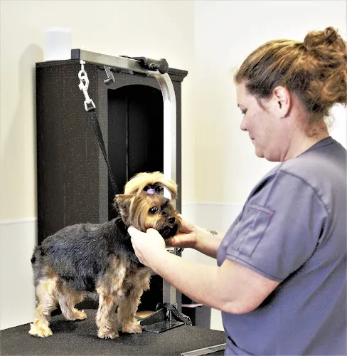 Town & Country Pet Grooming - Cat grooming in Naples