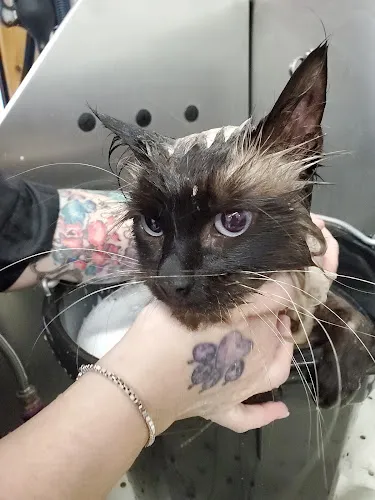 Grooming At Tiffani's - Professional cat grooming in Molalla, OR