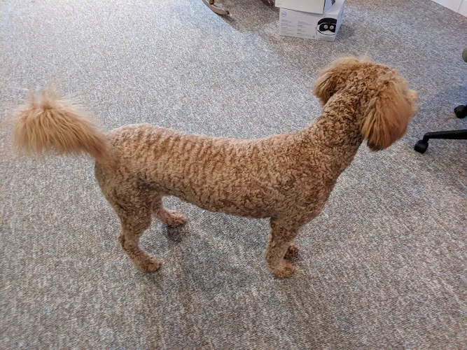 Your Precious Pets - Professional cat grooming in Lincoln, NE