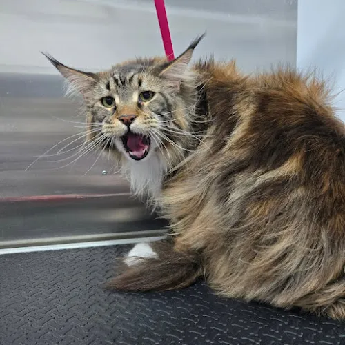 Paws And Claws Mobile Pet Spa- Mobile Groomer - Cat grooming in Fredericksburg