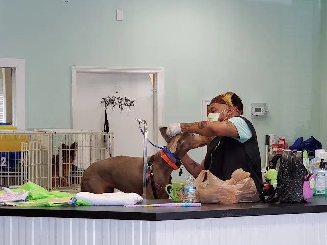 Befur and After Pet Grooming - Professional cat grooming in Marietta, GA