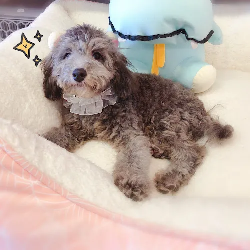 Dazzling Pup - Professional cat grooming in San Gabriel, CA
