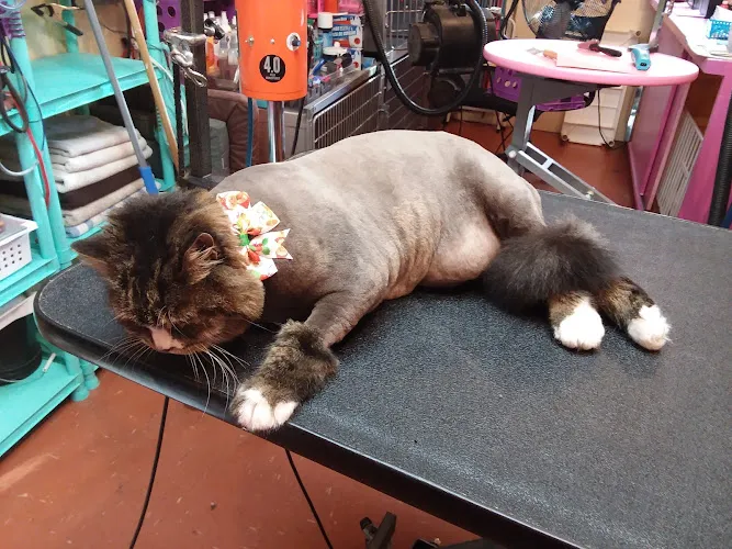 After Hours Pet Grooming - Cat grooming in Post Falls
