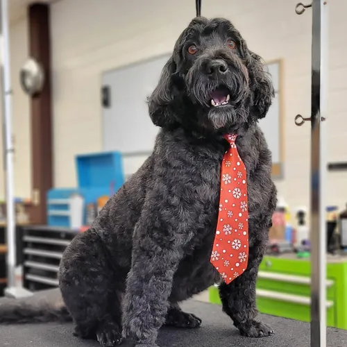 Puppy Bubbles - Cat grooming in Mercer Island