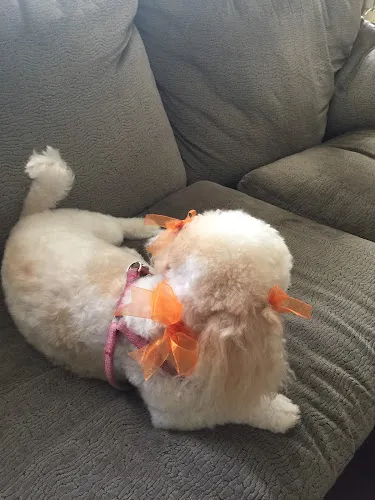 Dog Gone Beautiful Pet Styling - Mobile cat grooming in Keene, NH
