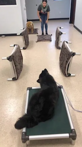 Woodland Lodge Pet Resort - Cat grooming in Doral
