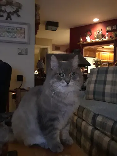 A Pet Spa Grooming - Cat grooming in Palm Harbor