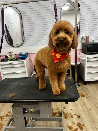 Woof Gang Bakery & Grooming Bannerman Village - Cat grooming in Tallahassee