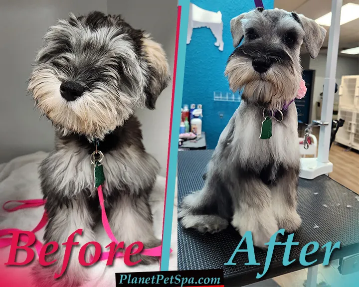 Planet Pet Spa - Professional cat grooming in San Antonio, TX