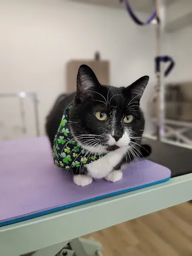 Pet Magic RVA - Cat grooming in Richmond