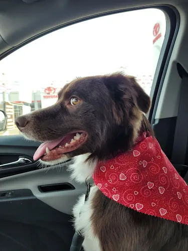 Winding Road Kennel Inc - Cat grooming in Parkersburg
