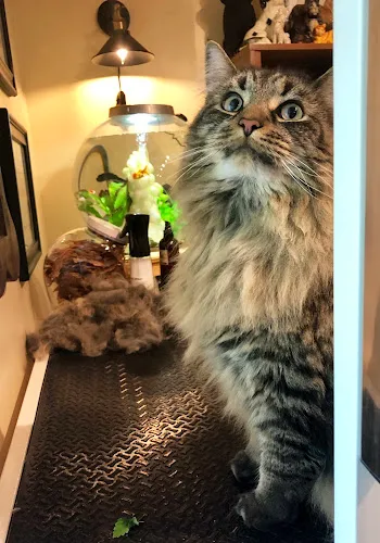 Peterborough Paw Spa - Mobile cat grooming in Peterborough, NH