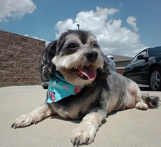 Pretty Paws Dog Grooming - Cat grooming in Johnson City