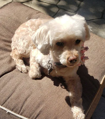 Waggin Tails - Professional cat grooming in Moorpark, CA