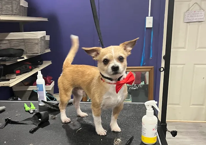 Walton’s Pet Parlor - Professional cat grooming in Detroit, MI