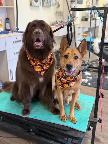 Salty Dog - Professional cat grooming in Toms River, NJ