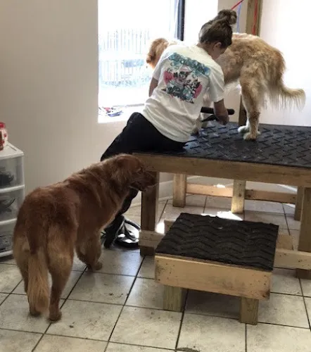 Bubbles & Bows Pet Salon and Boarding of Nashville - Cat grooming in Nashville