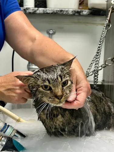 Luther’s Pooch Parlor Ponderay - Professional cat grooming in Ponderay, ID