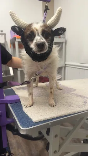 Diamond Dogs Grooming Salon - Cat grooming in Bonita Springs
