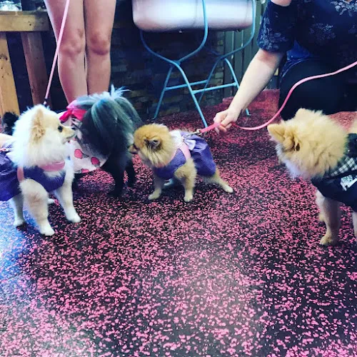 Woof Gang Bakery & Grooming Asheville - Cat grooming in Asheville
