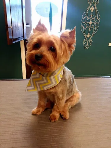 Primp and Proper Dog Grooming - Cat grooming in Surprise