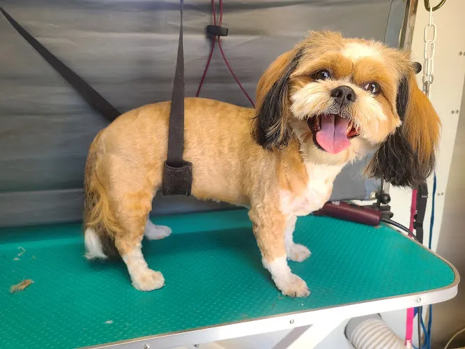 Angel Paws Mobile Grooming - Mobile cat grooming in Colleyville, TX