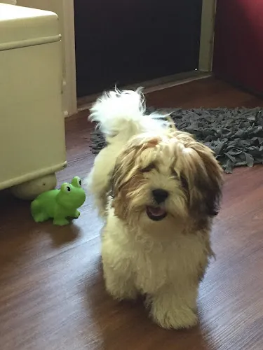 Abcde Dog Grooming - Cat grooming in Roanoke