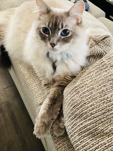 Petable Expressions, LLC - Mobile cat grooming in Germantown, TN