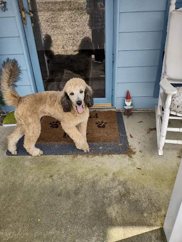 Paws Kountry - Cat grooming in Smiths Station