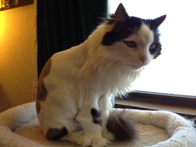 Dorothy's K9 Grooming - Cat grooming in Flagstaff