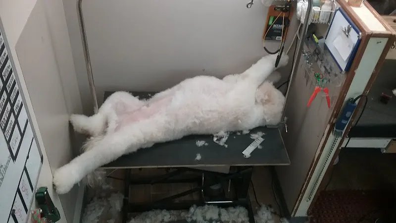 Dog Gone Cute Grooming - Cat grooming in Springdale