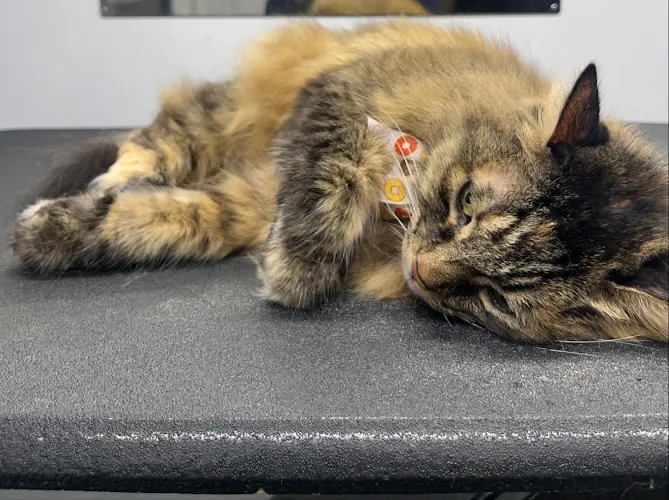 88 Pet Spa - Mobile cat grooming in Reseda, CA