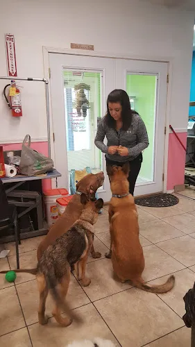 Canine Corner Pet Grooming - Cat grooming in Lemoore