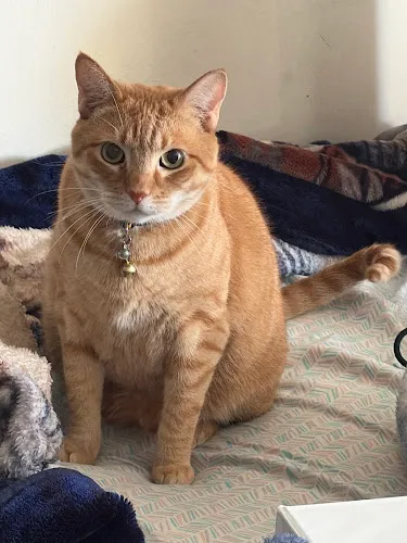 K9Klipper - Cat grooming in Long Beach