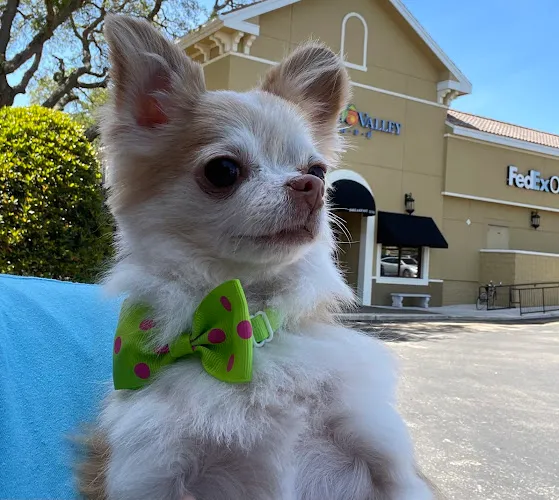 Woof Gang Bakery & Grooming Lake Mary - Professional cat grooming in Lake Mary, FL