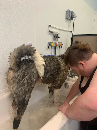 Hound Therapy - Cat grooming in Plano