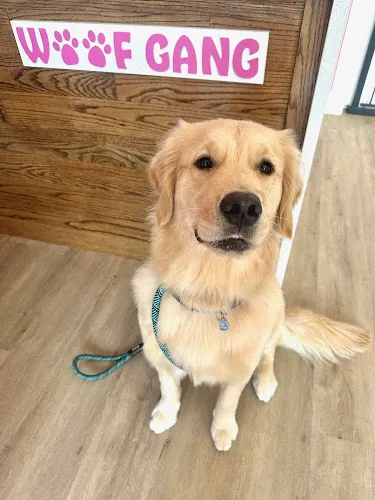 Woof Gang Bakery & Grooming Energy Corridor - Professional cat grooming in Houston, TX