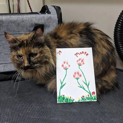 A Touch of Magic Grooming - Cat grooming in Colorado Springs