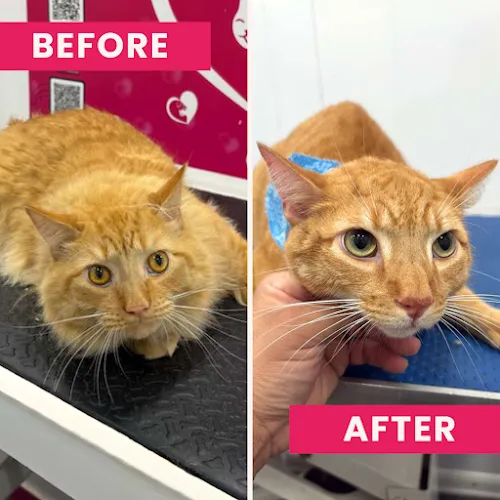 TLC Pet Care Services - Cat grooming in Fort Lauderdale